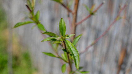 Close-up of budding green leaves on branch, signifying spring renewal and growth, perfect for Earth Day or Arbor Day