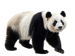 Obraz premium The giant panda bear