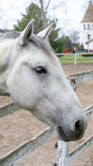 Fototapeta premium White horse at a quaint farm, countryside tranquility, idyllic rural life, equestrian beauty, perfect for landscape and retreat themes