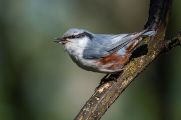 A nuthatch sings a spring song on a branch in the forest