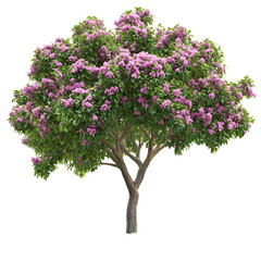 Fototapeta premium Detailed tree image against dark background