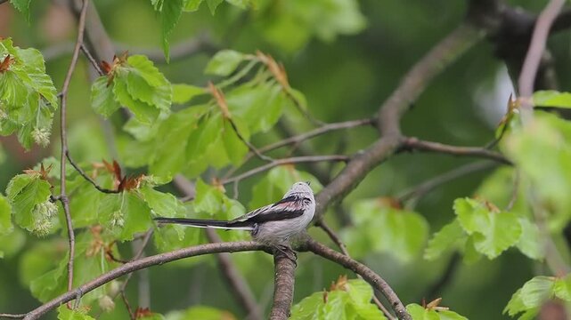 long tailed tit on a branch