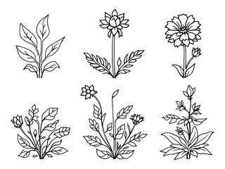 Russelia vector line art illustration