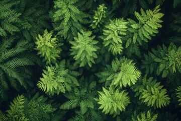 Fototapeta premium Lush fern foliage overhead view