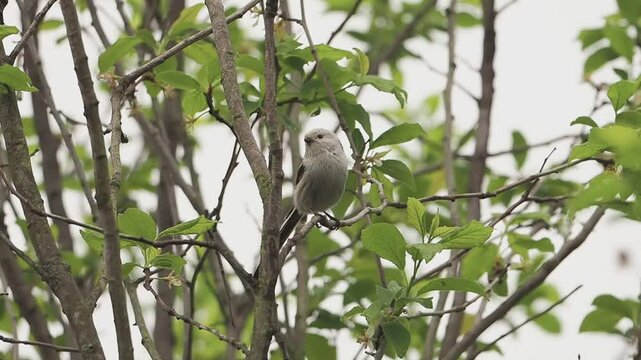 long tailed tit on a branch