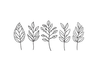 Rue Leaf vector line art illustration