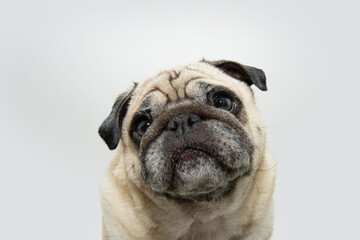 Portrait cute pug dog with tender expression face. Isolated on white background