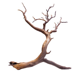 Elegant artistic tree branch image