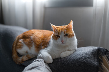 brown and white cat with yellow eyes lying on a gray sofa under the window