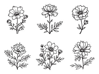 Saponaria vector line art illustration
