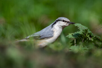 A female nuthatch collects dirt in the grass on the ground