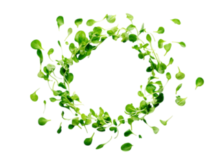 Fresh Alfalfa Sprouts Vegetables 