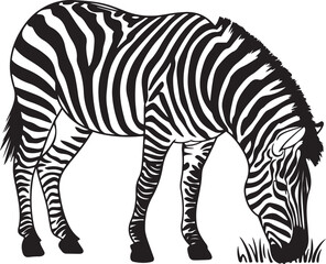 A vector illustration of a zebra grazing in continuous line art, highlighting the black and white stripes, isolated on a white background for minimalist effect. © Miraz10