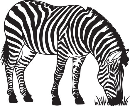 A vector illustration of a zebra grazing in continuous line art, highlighting the black and white stripes, isolated on a white background for minimalist effect.