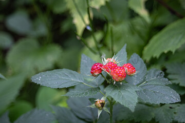Cluster of Ripening Wild Red Raspberries (Rubus species) Growing Among Fresh Green Leaves in a...
