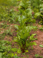 Growing organic fresh beetroot. Scene is one of growth and vitality. Natural product in brown soil. Cultivation of popular vegetable. Summer season. Farming and agriculture industry. Home garden.