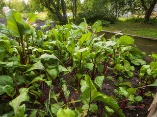 Growing organic fresh beetroot. Scene is one of growth and vitality. Natural product in brown soil. Cultivation of popular vegetable. Summer season. Farming and agriculture industry. Home garden.
