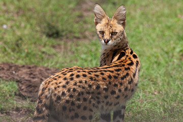 Serval