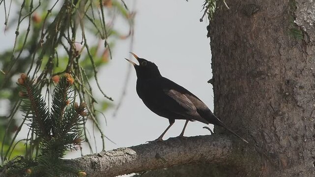 blackbird on a branch