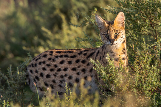 Serval