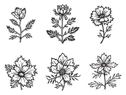 Sea Holly vector line art illustration