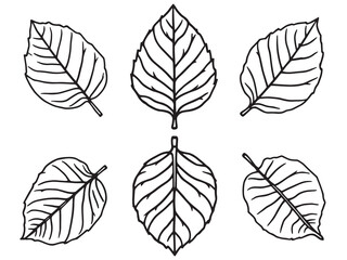 Obraz premium Serviceberry Leaf vector line art illustration