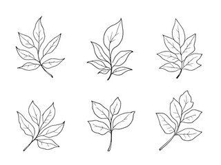Fototapeta premium Shankhpushpi Leaf vector line art illustration