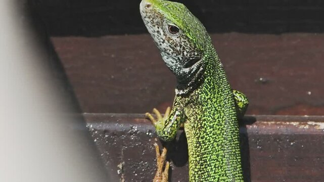 green lizard on a wooden background