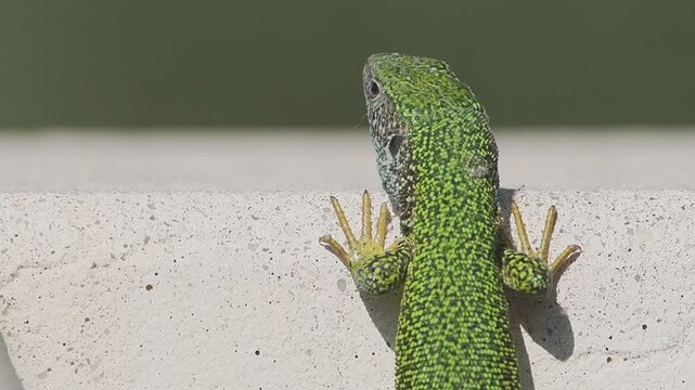 green lizard on a rock