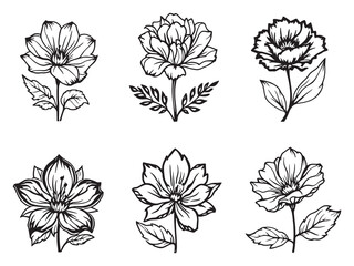 Fototapeta premium Silene vector line art illustration