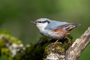 A nuthatch in the forest on a branch overgrown with moss
