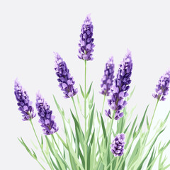 Obraz premium lavender flowers isolated on white background