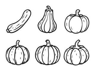 Squash vector line art illustration