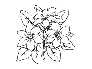 Stephanotis vector line art illustration