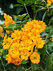 orange flowers in the garden