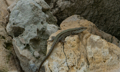 Small lizard, rests camouflaged on sun-drenched, textured rocks, wildlife in its natural habitat
