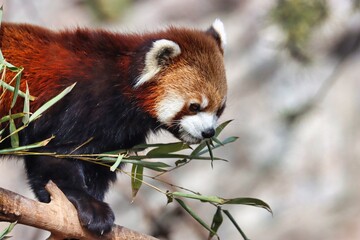 Fototapeta premium Animals