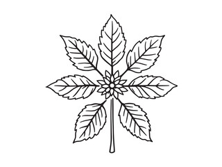 Teak leaf vector line art illustration