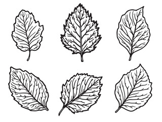 Obraz premium Teak leaf vector line art illustration