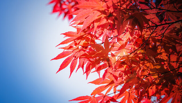 In spring, red maple trees bloom and produce seeds.