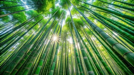 A low-angle view looking up through a dense bamboo forest, sunlight shining through the leaves, creating a sense of tranquility and awe