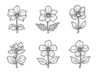 Trillium vector line art illustration