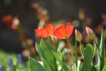 red tulips. spring flowers. Red tulip flowers bloomed in spring. for women's day. blooming flowerbed. Bright red tulips field. Close up bottom view Sunny day. beauty of nature. natural background