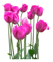 Bundle of blooming pink tulips isolated on a transparent background
