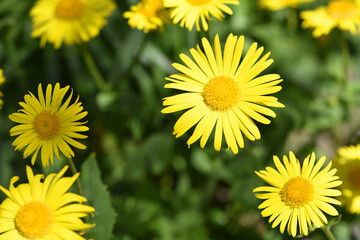 Doronicum orientale. yellow chamomile flowers close up. top view. Yellow flowers with long petals. a flowering flower bed in spring or summer. blooming season, wild flower, beauty in nature