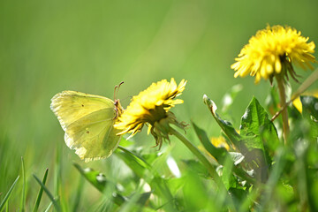 Gonepteryx rhamni. yellow butterfly on a dandelion flower collects nectar. insect in nature, natural habitat. close-up, macro photo. beautiful butterfly on a wild flower. natural background. spring
