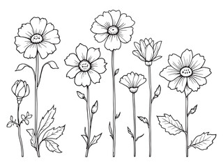 Trollius vector line art illustration