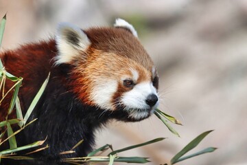 Fototapeta premium Animals