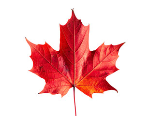 Obraz premium Vibrant Maple Leaf Against Black: A Crimson Jewel of Autumn's Embrace