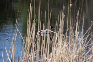 wild duck in the pond